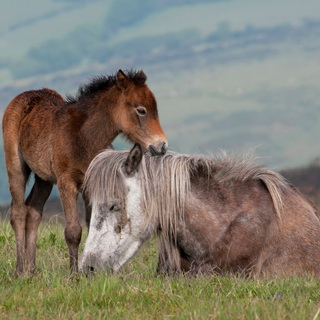 Dartmoor - Ponies